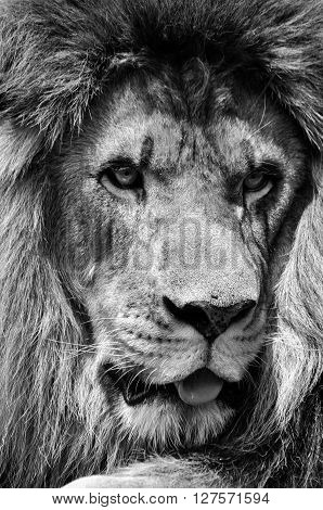 Powerful black and white male lion face closeup in high contrast