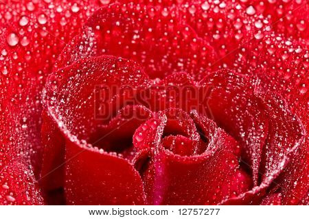Close-up do petails rosa vermelho coberto de orvalho