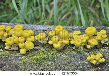 A close up of the edible mushrooms (Pleurotus citrinopileatus) on tree.
