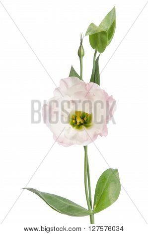 Beauty Lihgt Pink Flower Isolated On White. Eustoma