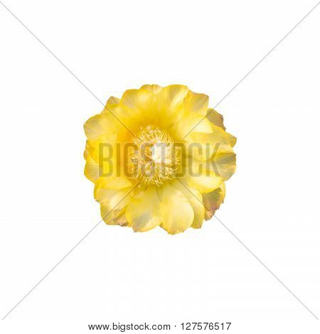 Yellow cactus flower isolate on white background.