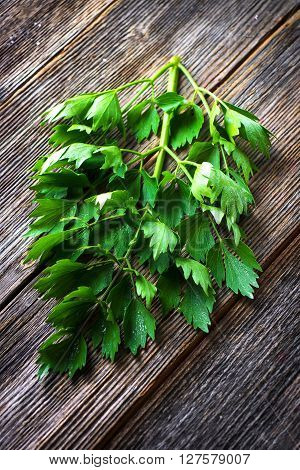 Lovage Herb On Wooden Background