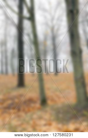 a park in the autumn, during cloudy weather, late autumn, defocused
