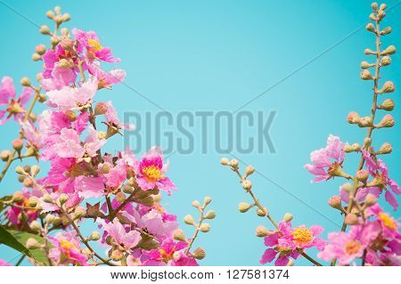 Lagerstroemia speciosa species of Lagerstroemia native to tropical southern Asia.