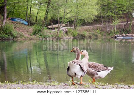 geese standing near a pond in a summer forest