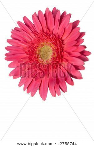 Single pink Flower On White