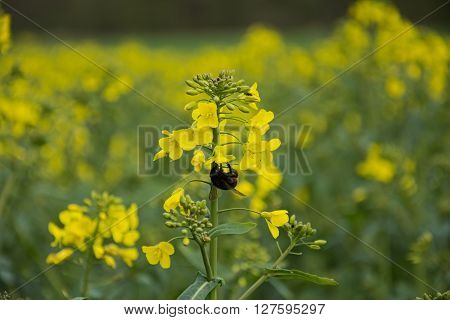 Thick bumblebee under yellow rapeseed plant in rapeseed field