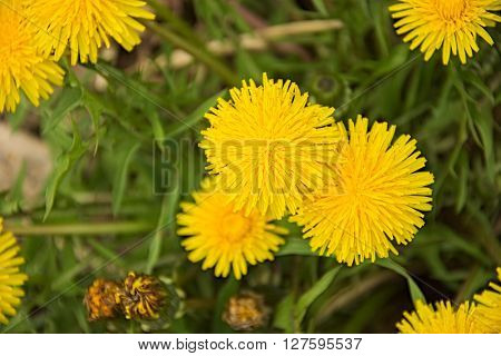 Bright yellow dandelion plant on brown peat