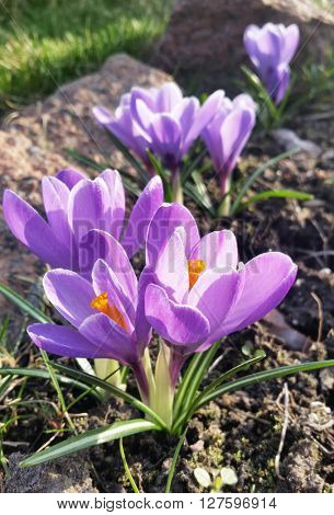 Crocus -blomming spring flowers.
