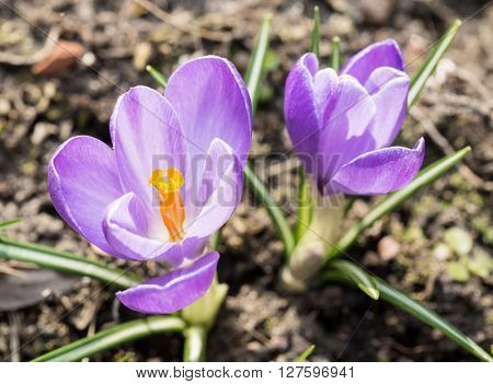 Crocus -blomming spring flowers.