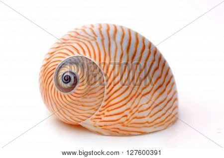 Macro shot of a Lined moon snail isolated on white