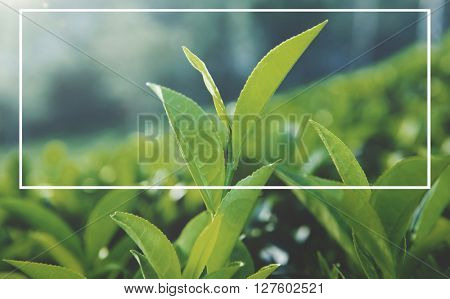 Frame Blank Advertisement Message Abstract Concept