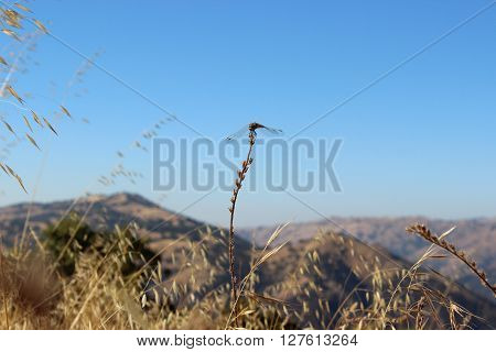 A dragonfly balancing on a yellow blade of grass.
