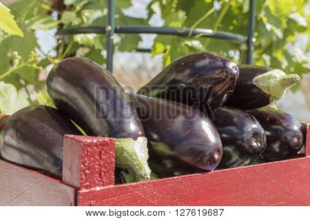 wooden box with eggplants, prepared for the market