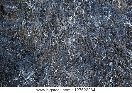 Txture of Burned grass - dark black