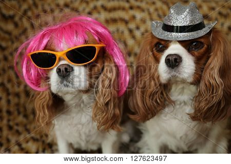 King Charles Spaniels wearing a Hot Pink Wig with yellow sunglasses and a silver hat for a dog fashion shoot. 