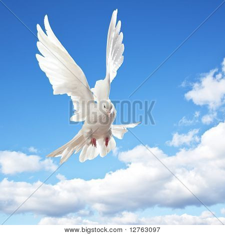 Taube in der Luft mit Flügeln weit offen vor der Sonne