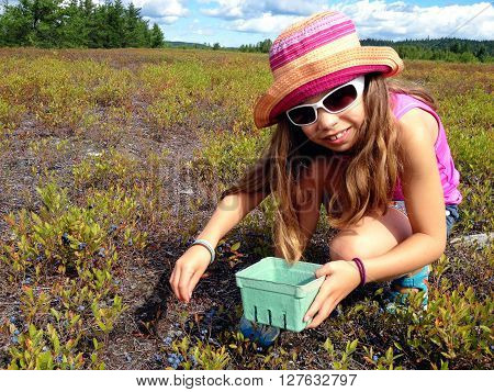 Picture of a young girl picking blueberries in a field around Lac St Jean,Quebec,Canada.