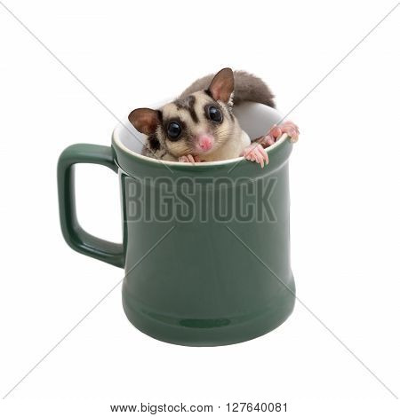 Cute flying squirrel in green coffee mug on white background.