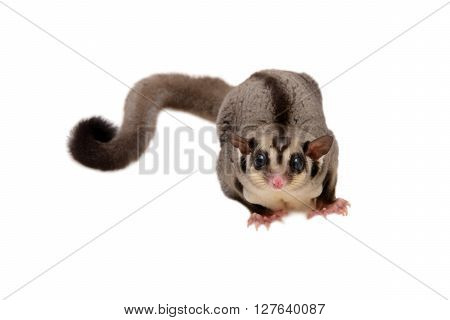 Little sugarglider looking forward at something on white background.