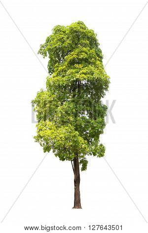 Beautiful Big Tree isolated on white background