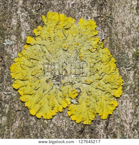 Lichen Xanthoria parientina on aspen tree bark macro selective focus
