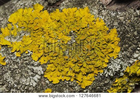 Lichen Xanthoria parientina on aspen tree bark macro selective focus