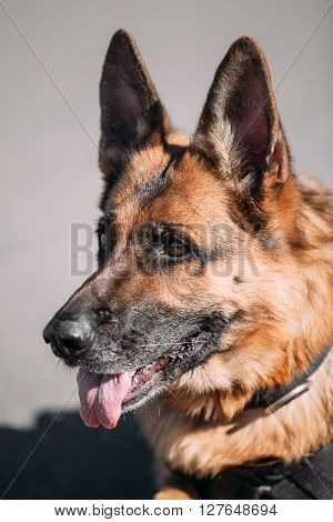 Brown German Shepherd Dog Close Up Portrait