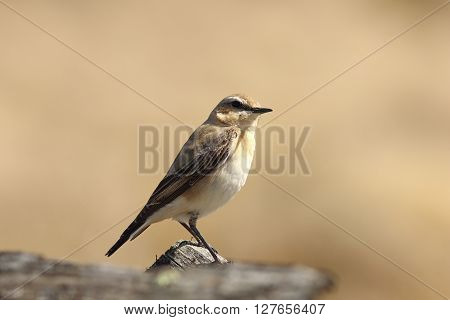 close up of female northern wheatear ( Oenanthe oenanthe )