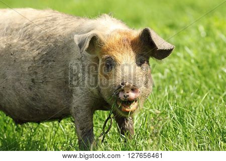 portrait of a funny pig grazing near the farm