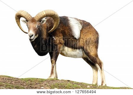 isolated mouflon looking at the camera ( Ovis orientalis )