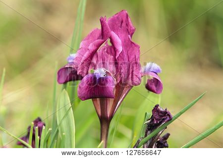 wild pygmy iris growing on natural meadow ( Iris pumila )
