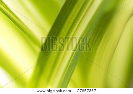 Abstract green nature blurred background with bright sunlight