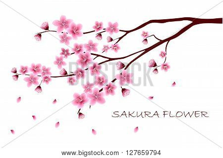 Sakura flowers vector illustration. invitation cards with a blossom sakura. Branch of a blossoming cherry tree isolated on a white background.