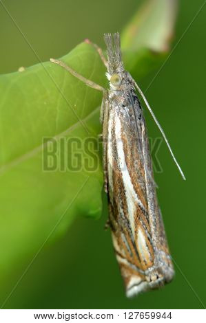 Crambus lathoniellus micro moth. Small insect in the family Crambidae known as the grass moths
