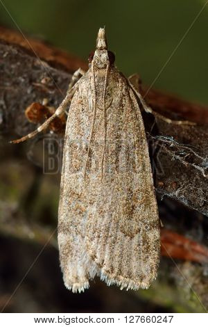 Scoparia subfusca micro moth. Small insect in the family Crambidae known as the grass moths