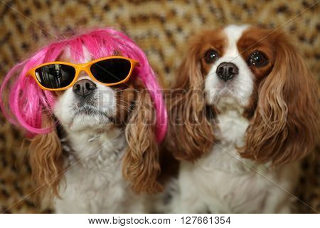King Charles Spaniels wearing a Hot Pink Wig with yellow sunglasses and a silver hat for a dog fashion shoot. 