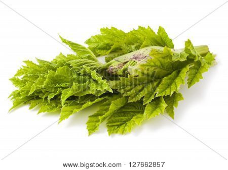 Heracleum plant isolated on a white background