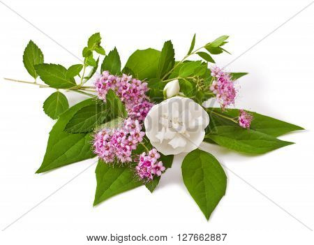 bouquet of flowers on a white background