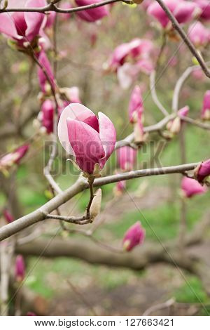 Magnolia blossoms in spring on a sunny day