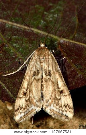 Small china-mark (Cataclysta lemnata) moth brown form from above. Small insect in the family Crambidae known as the grass moths