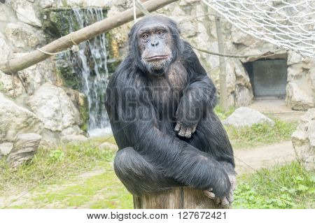 Chimpanzee Pan troglodytes Pan paniscus, resting relaxed under the sun