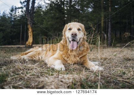 Golden Retriever laying on the straws lolled
