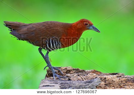 Slaty-legged Crake Bird