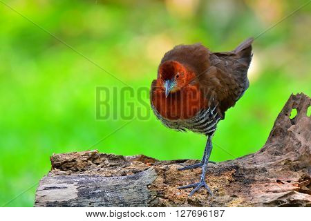 Slaty-legged Crake Bird