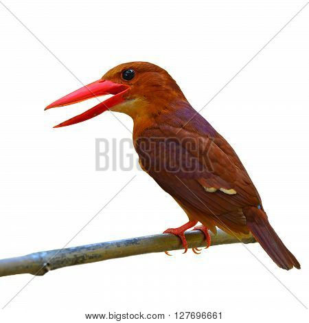 Ruddy Kingfisher Bird