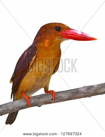 Ruddy Kingfisher Bird