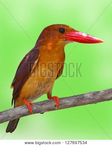 Ruddy Kingfisher Bird