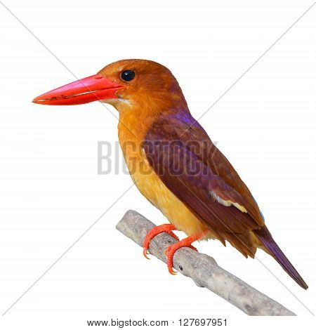 Ruddy Kingfisher Bird