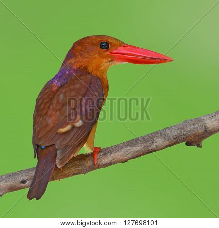 Ruddy Kingfisher Bird